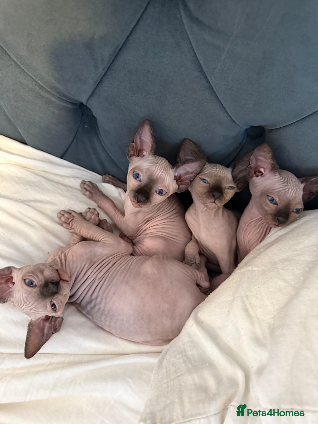 Sphynx cats for sale: sphynx canadian kittens ready to leave now  - Image 1