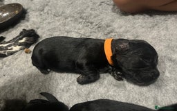 Cocker Spaniel dogs for sale: Beautiful Working Cocker Spaniel Puppies for Sale - Image 10
