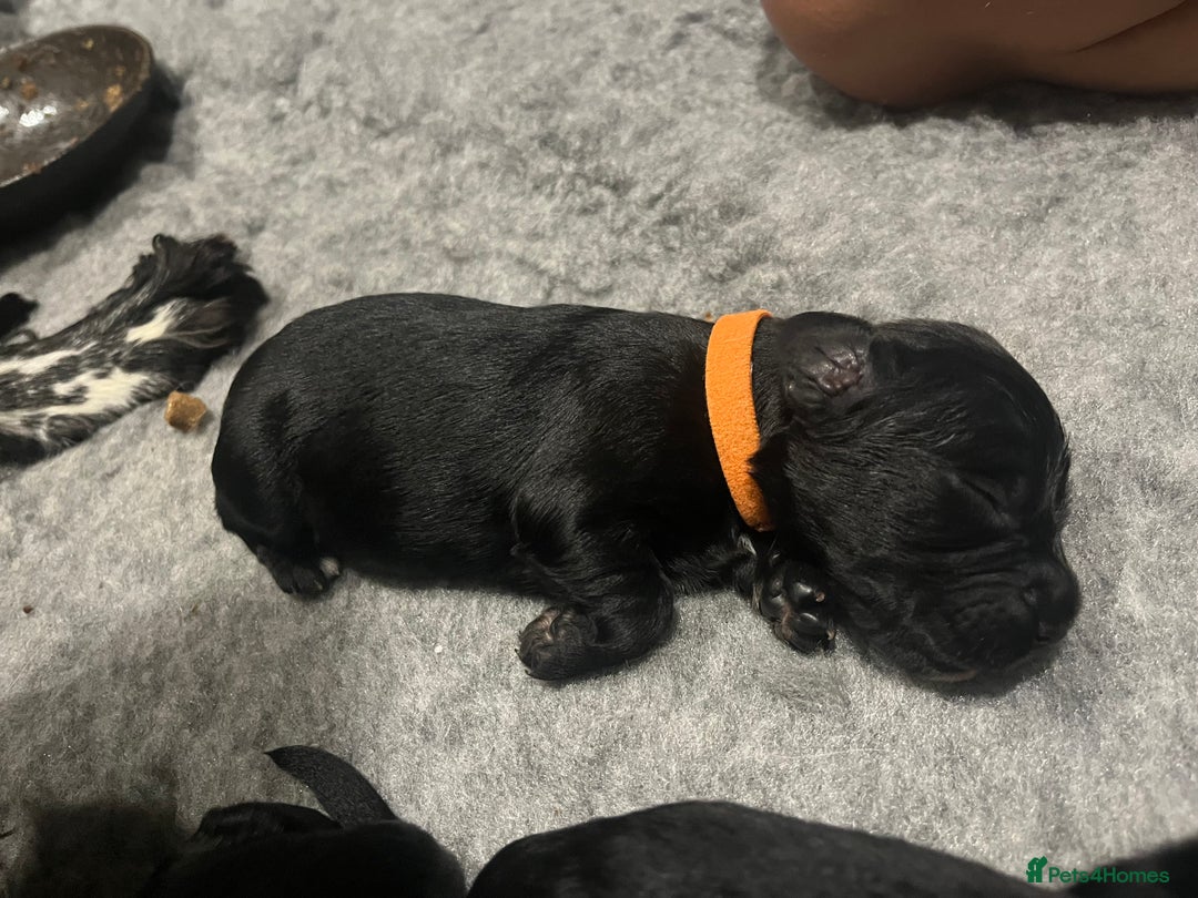 Cocker Spaniel dogs for sale: Beautiful Working Cocker Spaniel Puppies for Sale - Image 10