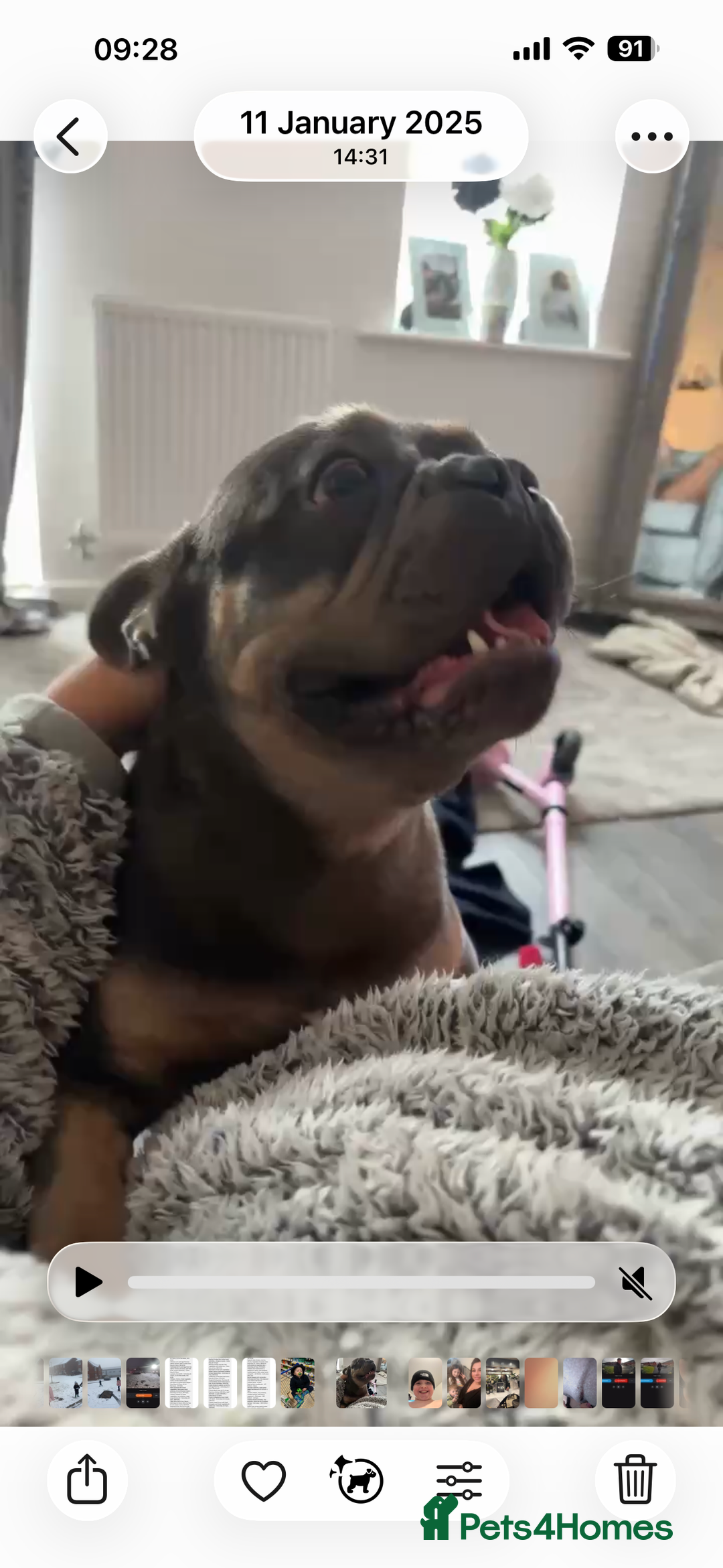 French Bulldog dogs for sale: Male French bulldog  - Advert 2