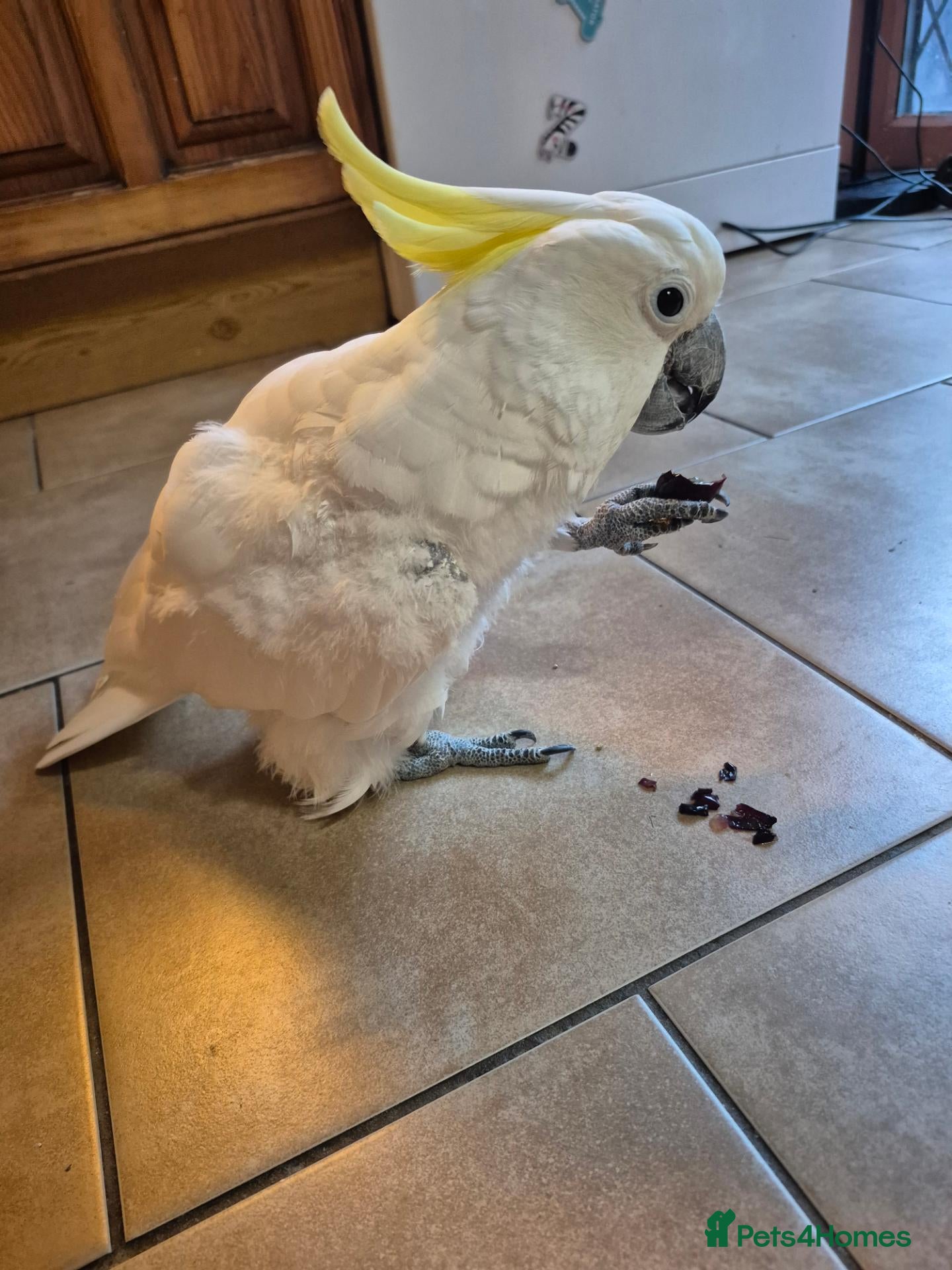Cockatoo birds Sulphur crested cockatoo  - Advert 1