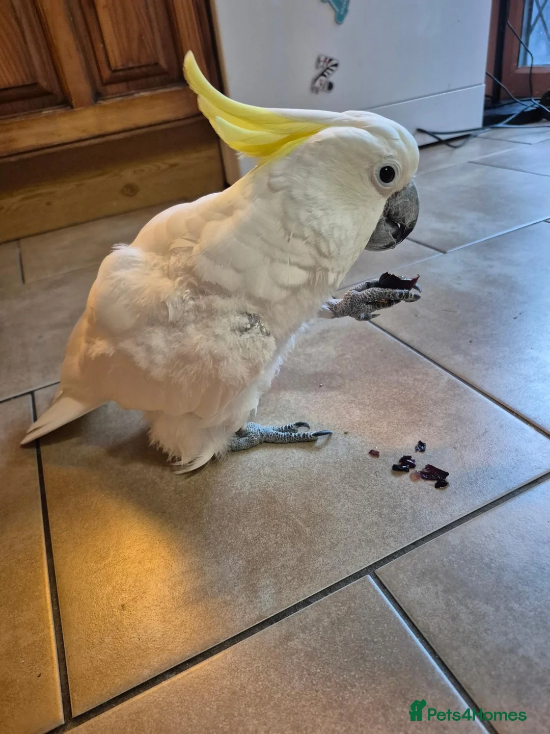 Cockatoo birds for sale: Sulphur crested cockatoo  - Advert 1