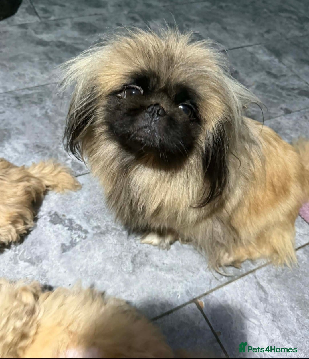 Mixed Breed dogs for sale: Peekapoo puppies, mum pekingese and dad a poodle. - Advert 7