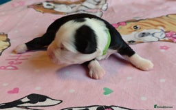 Tibetan Terrier dogs for sale: KC Tibetan Terrier Puppies For Sale😀 - Image 10