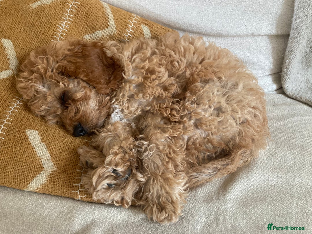 Cavapoo dogs for sale: 14 week old male Cavapoo puppy - Image 7