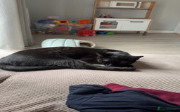 Bombay cats for sale: 2 black male cats - Advert 7
