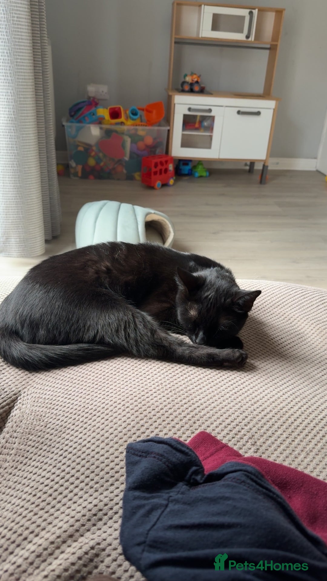 Bombay cats for sale: 2 black male cats - Advert 7