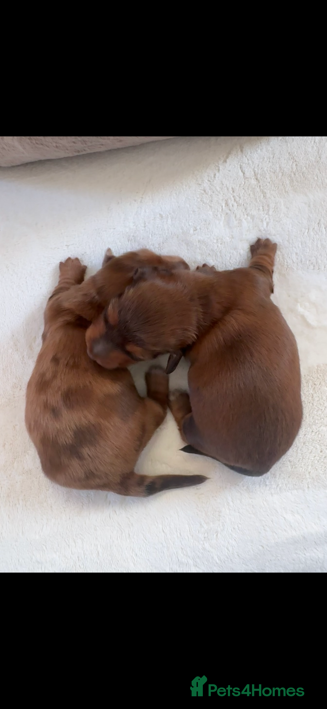 Miniature Dachshund dogs for sale: Long Haired ( Choclate Based ) Mini Dachshunds  - Advert 8