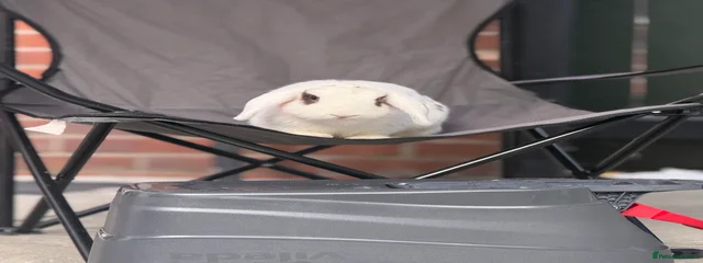 Milkshake