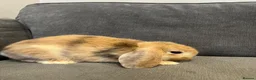 Mini Lop rabbits for sale: Lovely mini lop rabbits for sale  - Advert 9