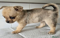 Pomchi dogs for sale: Wonderful pomchi puppies  - Image 5