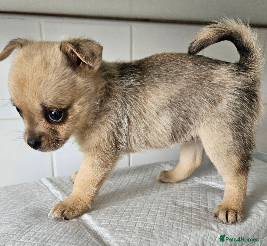 Pomchi dogs for sale: Wonderful pomchi puppies  - Image 5