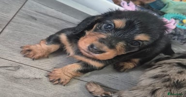 Miniature Dachshund dogs - Advert 6