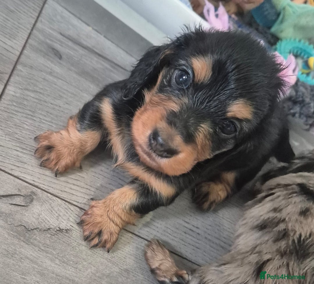 Miniature Dachshund dogs for sale: Miniature long haired dachshund  - Image 3