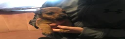 Jack Russell dogs for sale: Beautiful Jack Russel Puppies - Advert 8