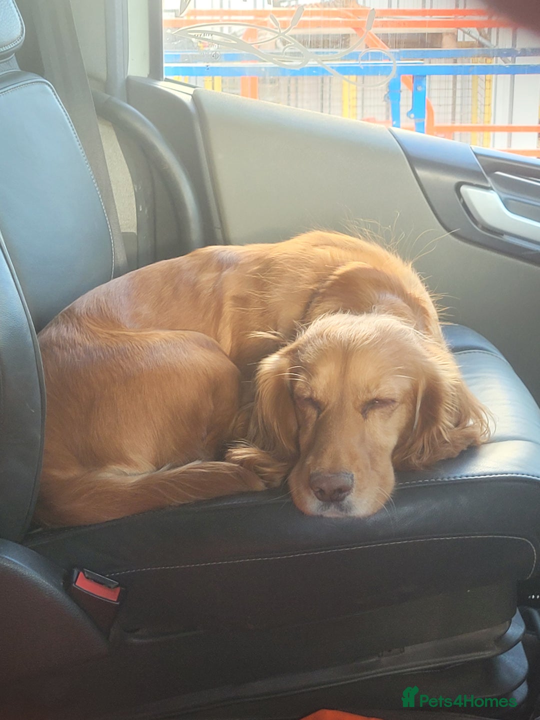 English Springer Spaniel dogs for sale: Springer spaniel - Image 4