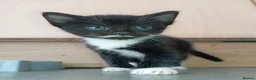 Mixed Breed cats for sale: Beautiful kittens for sale - Advert 14