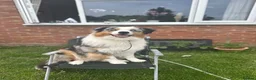 Australian Shepherd dogs for sale: 1 yr old Australian shepherd (Aussie) for sale - Advert 5