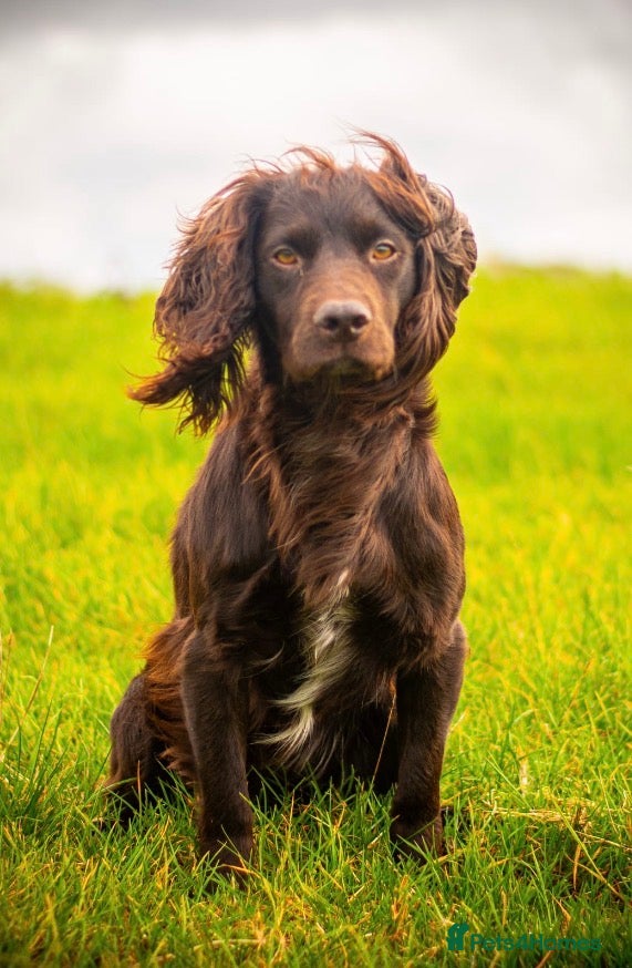 Cocker Spaniel dogs for sale: Cocker Spaniel puppies in Diss - Advert 24