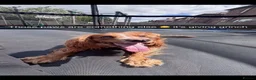 Cocker Spaniel dogs for stud: Working cocker spaniel  - Advert 4