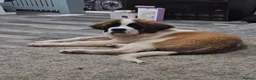 Saint Bernard dogs for sale: Male st bernard 8 months old puppy in Telford - Advert 5
