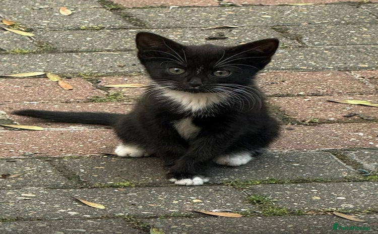 Bombay cats - Advert 1