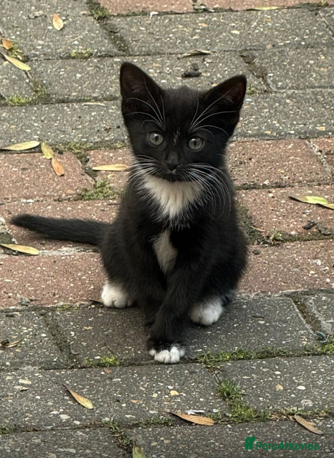 Bombay cats for sale: Male kittens  - Image 1