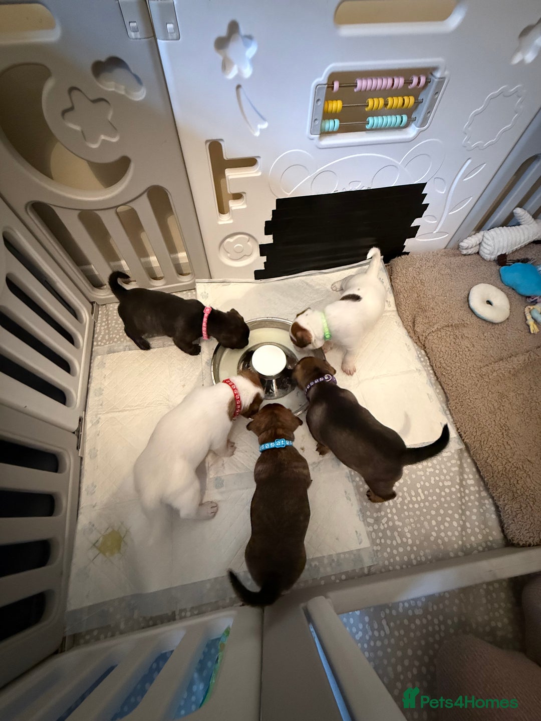 Mixed Breed dogs for sale: German Shepherd x Staffy x Jack Russell puppies  - Advert 12