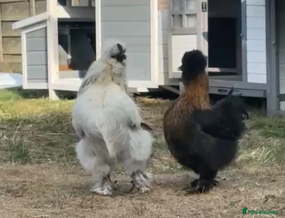 Chickens poultry for sale: 🥚 Fertile Silkie Eggs for Sale 🐔 in Upminster - Advert 2