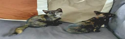 Mixed Breed cats for sale: Gorgeous Tortoiseshell Female Kittens - Advert 6