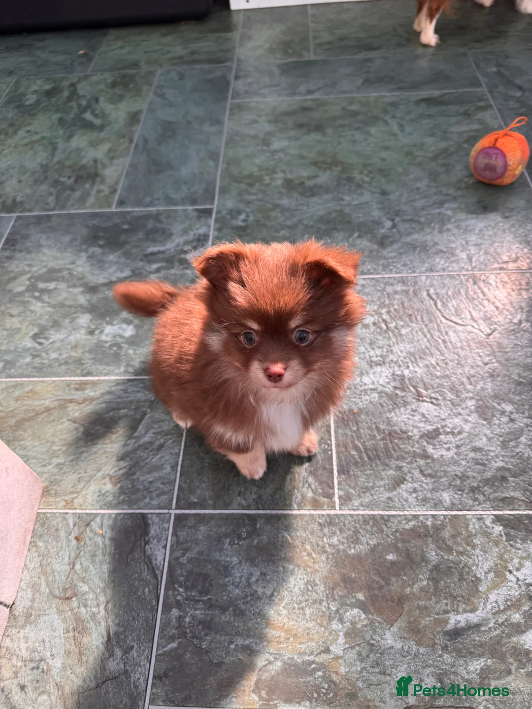 Pomchi dogs for sale: F1 pomchi chocolate boy - Advert 2