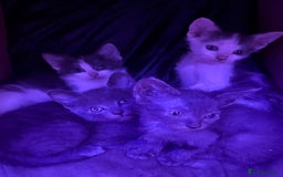 LaPerm cats for sale: 4 Stunning La perm cross kittens - Image 7