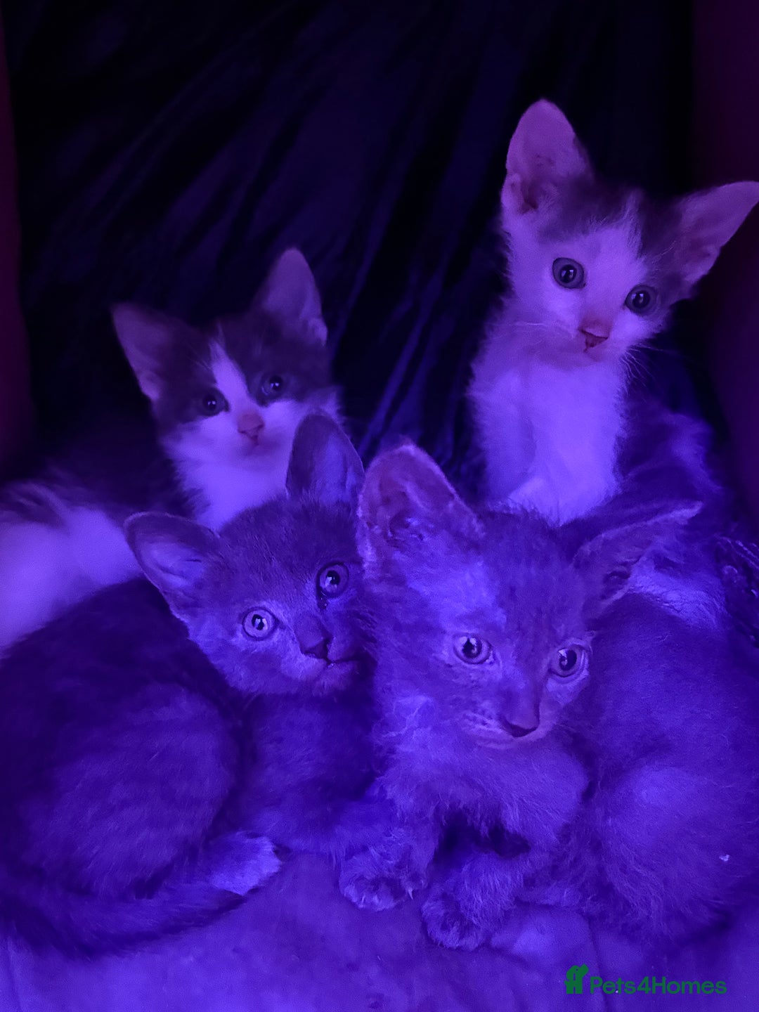 LaPerm cats for sale: 4 Stunning La perm cross kittens - Image 7