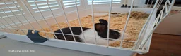 Mixed Breed rabbits for sale: Rabbit ready to go for free  - Advert 6