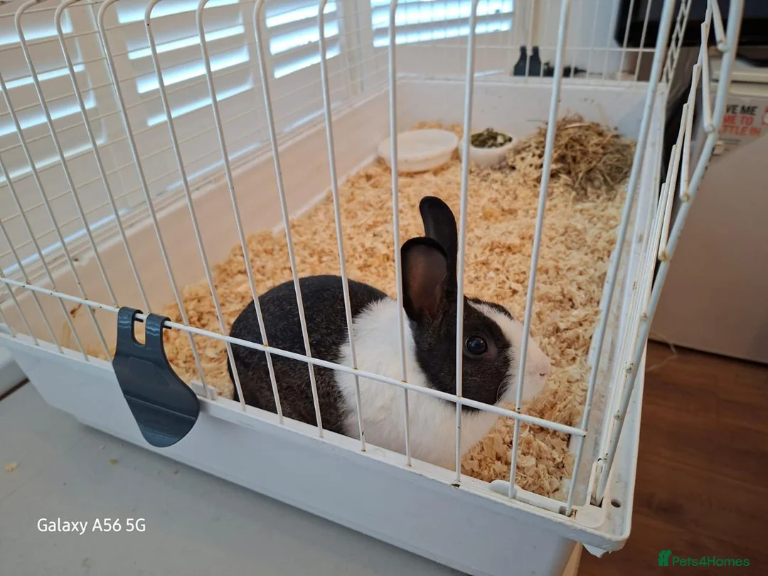 Mixed Breed rabbits for sale: Rabbit ready to go for free  - Advert 6
