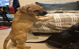 Mixed Breed dogs for sale: Bullmastiff x puppies 🐶  - Advert 25