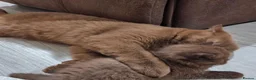 British Longhair cats for sale: Lovely cinnamon British longhair kitten. - Advert 8