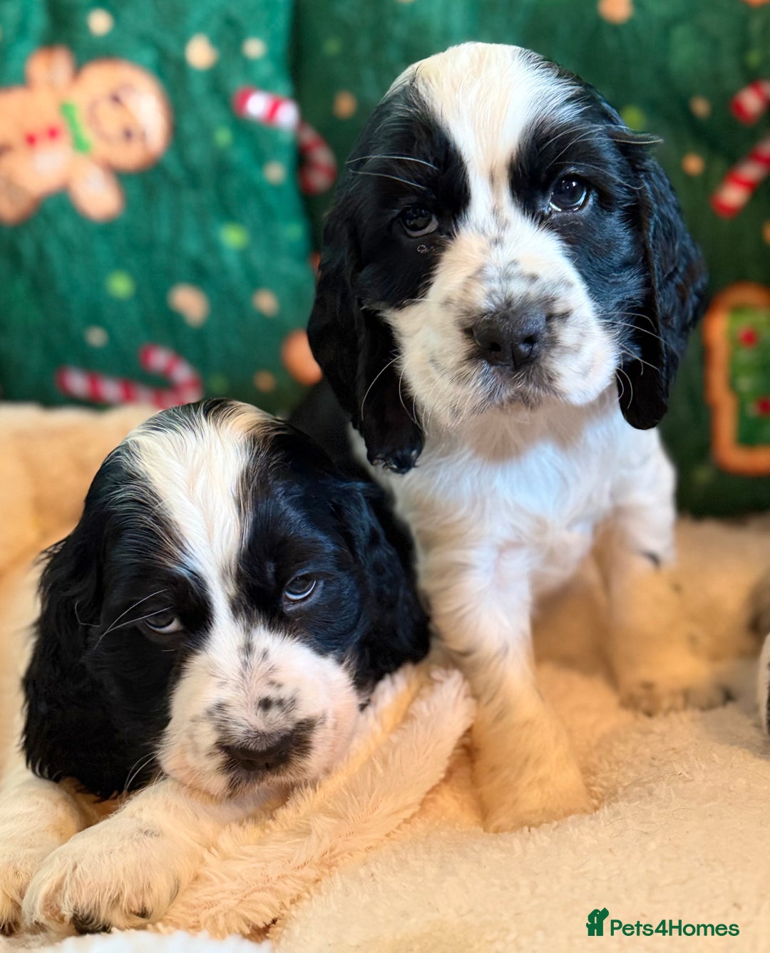 Cocker Spaniel dogs for sale: Stunning Blue Roan Pups Available - Advert 21