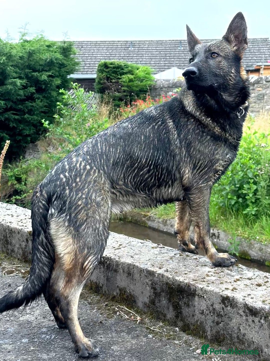 German Shepherd dogs for sale: Exceptional, Trained Working Line German Shepherd  - Image 4