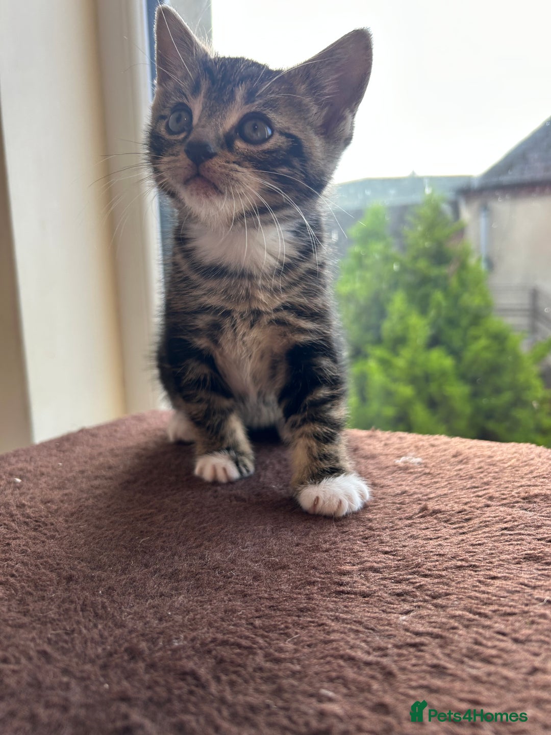 Mixed Breed cats for sale: 3 month old tabby  - Advert 10