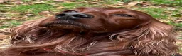 Irish Setter dogs for sale: Quality IRISH SETTER Puppies - Advert 29