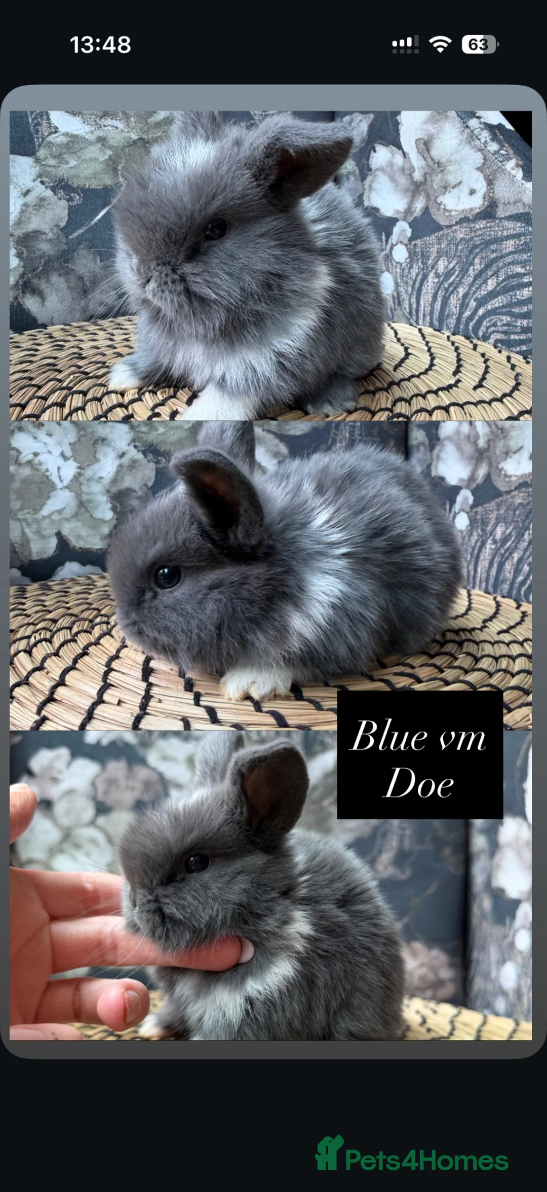 Mini Lop rabbits for sale: Beautiful baby mini lops  in Wigan - Advert 5