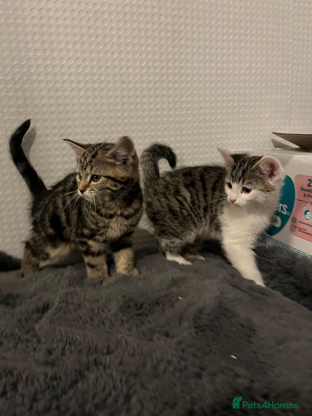 Mixed Breed cats for sale: Beautiful kittens  - Advert 7
