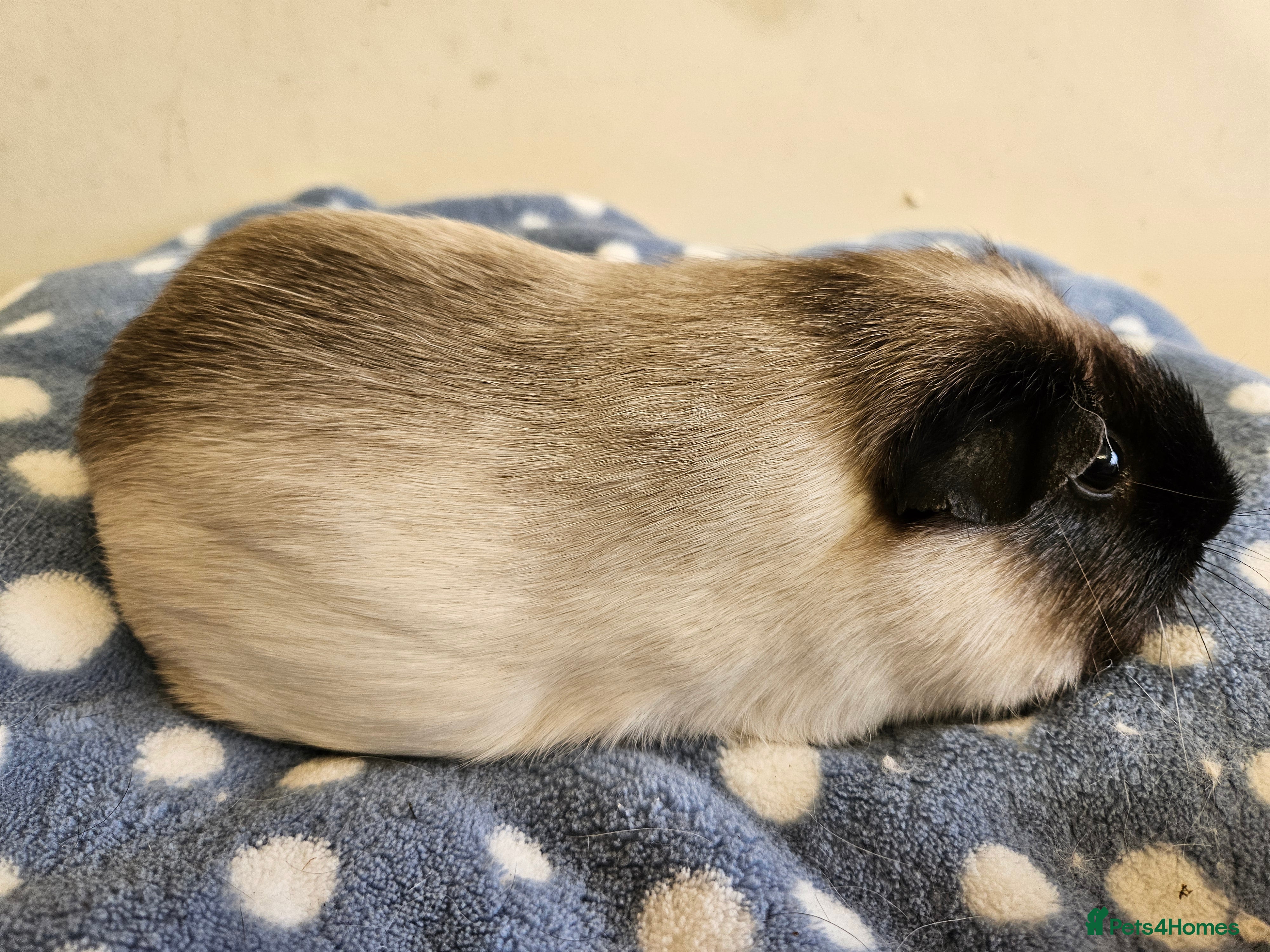 Guinea Pig rodents Female guinea pigs - Advert 8