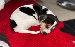 Jack Russell dogs for sale: 🐾Jack Russell Puppies🐾 - Image 1