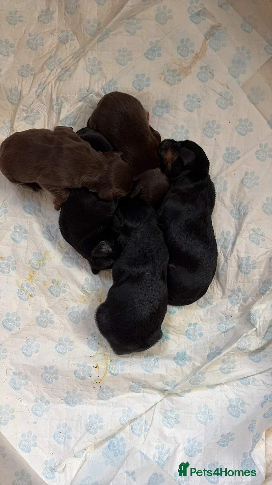 Mixed Breed dogs for sale: 2 stunning Cocker collies puppies for sale in Kirkby Stephen - Advert 3