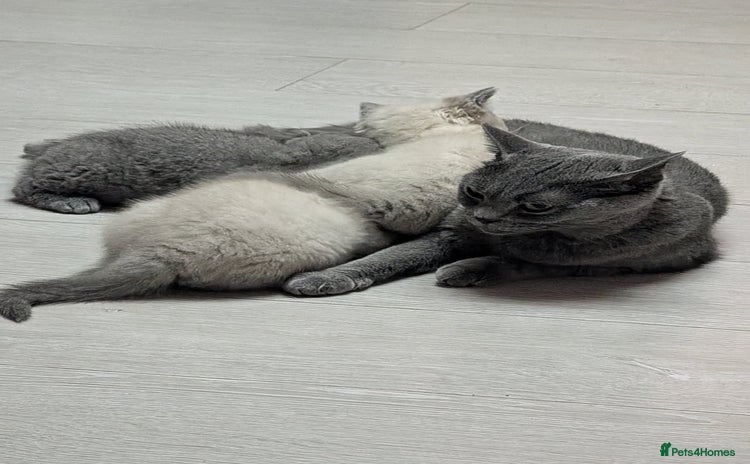 Russian Blue cats for sale - Advert 1