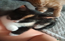 Mixed Breed cats for sale: Loving kitten - Image 2
