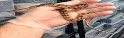 Python Snake reptiles for sale: Malayopython's Dwarf - Super Dwarfs - Advert 1