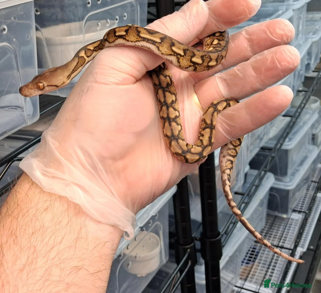 Python Snake reptiles for sale: Malayopython's Dwarf - Super Dwarfs - Advert 1